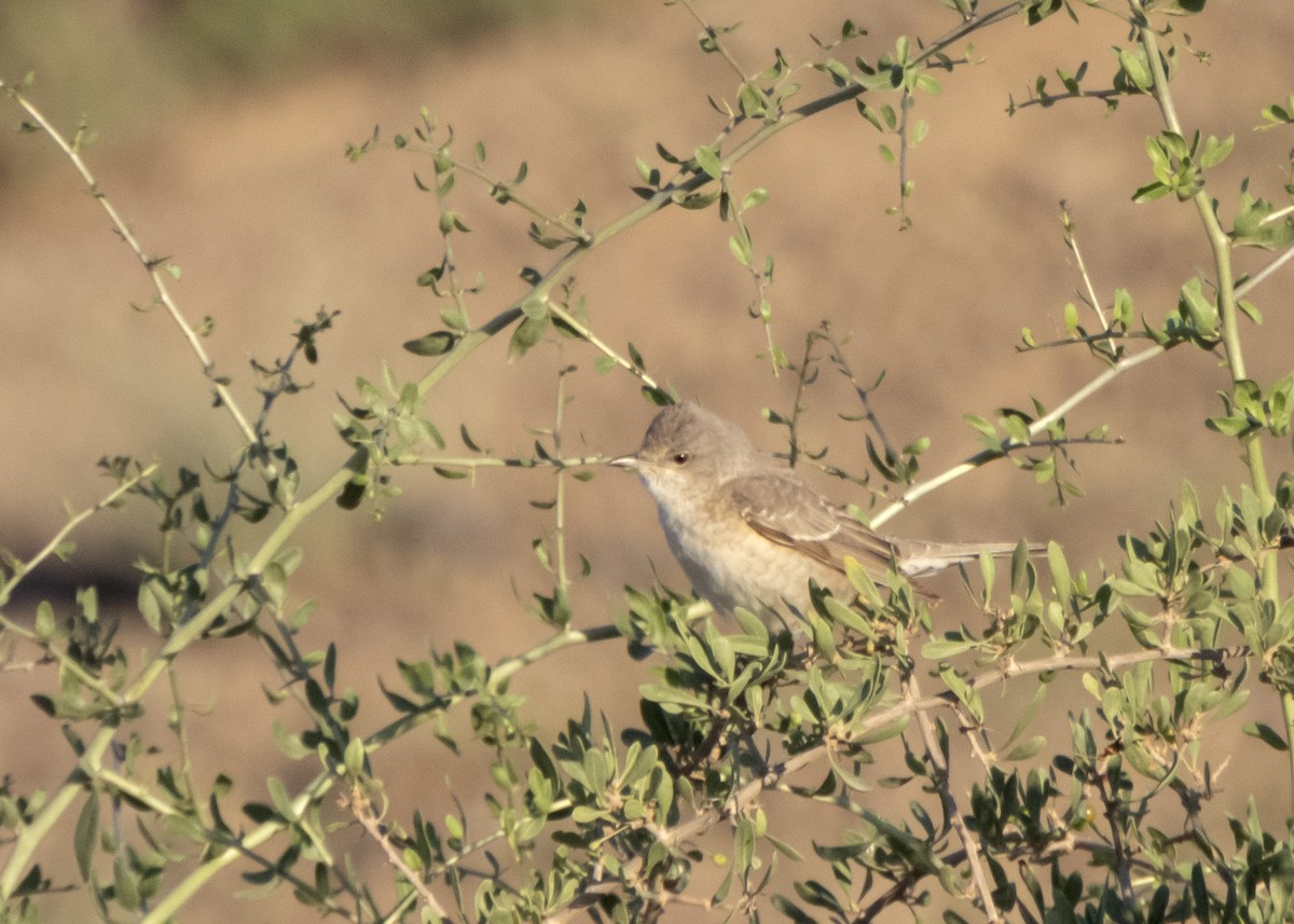 Barred Warbler - ML618883001