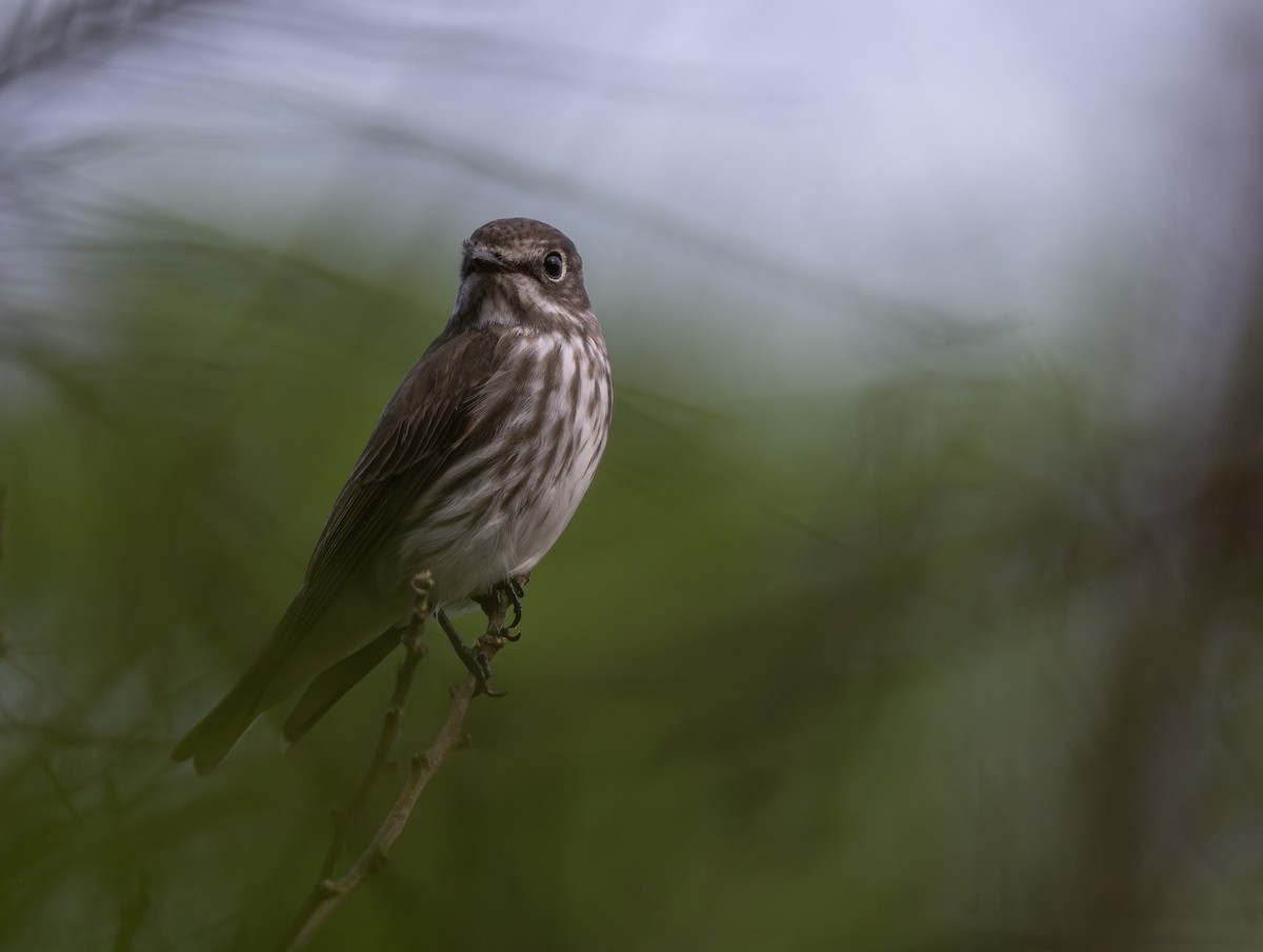 Gray-streaked Flycatcher - jimmy Yao