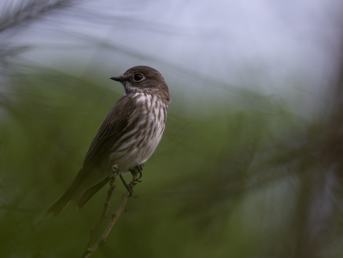 Gray-streaked Flycatcher - ML618883008