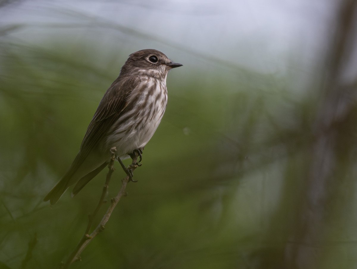 Gray-streaked Flycatcher - jimmy Yao