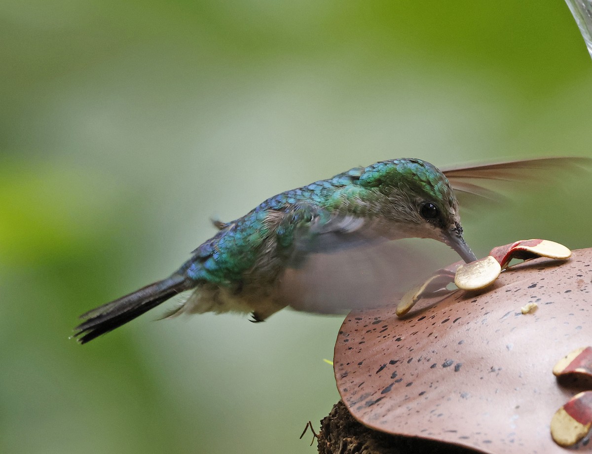 Fork-tailed Woodnymph - Joe Grzybowski