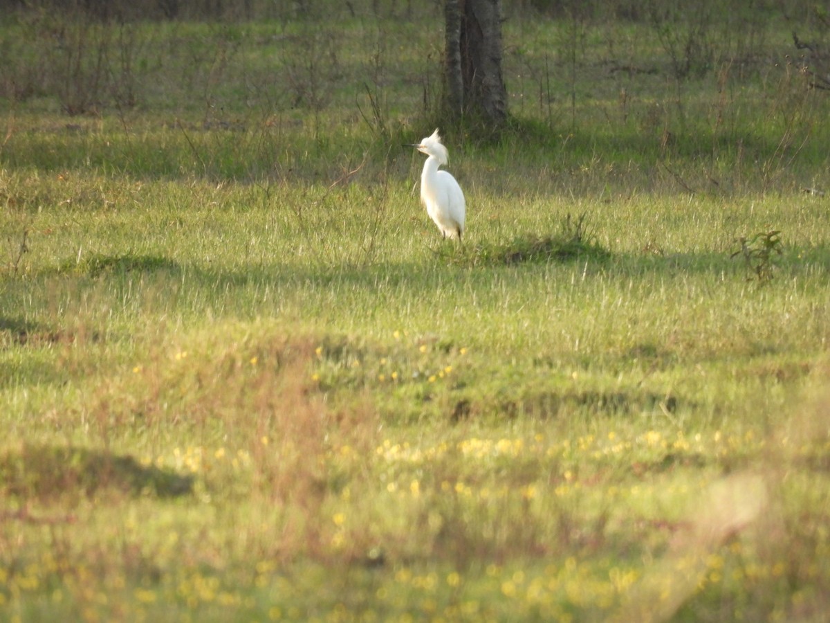 Snowy Egret - Lucia Lettieri