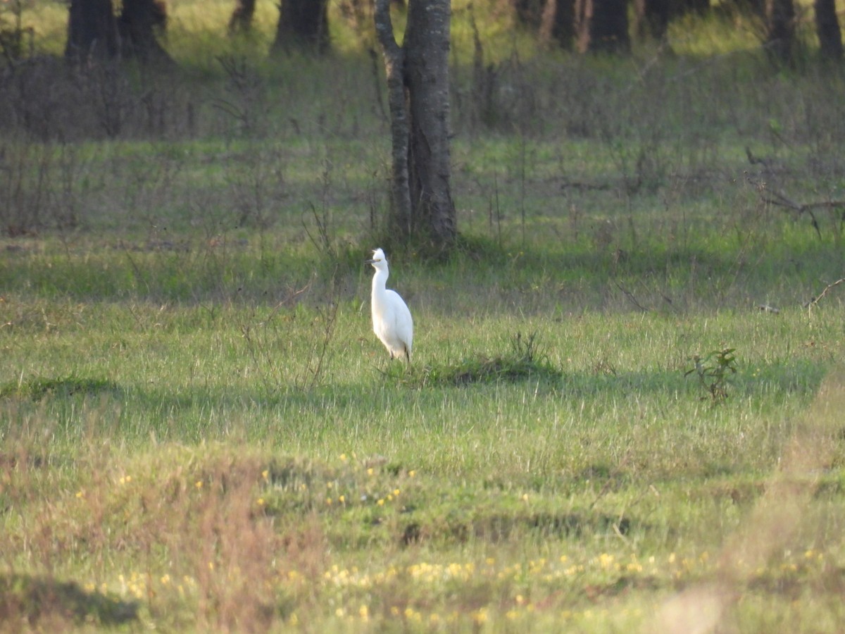 Snowy Egret - Lucia Lettieri