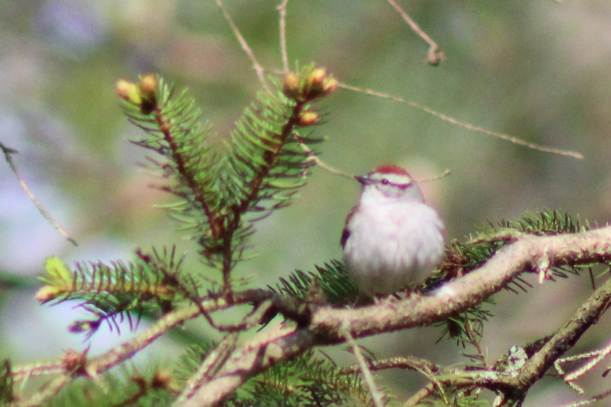 Chipping Sparrow - ML618883098