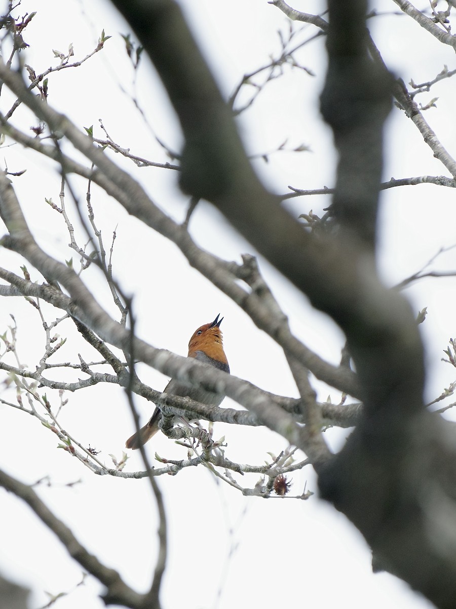 Japanese Robin - ML618883132