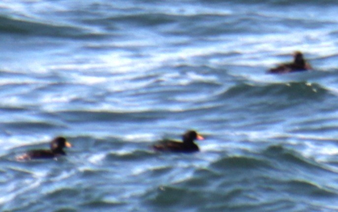 Black Scoter - Samuel Harris