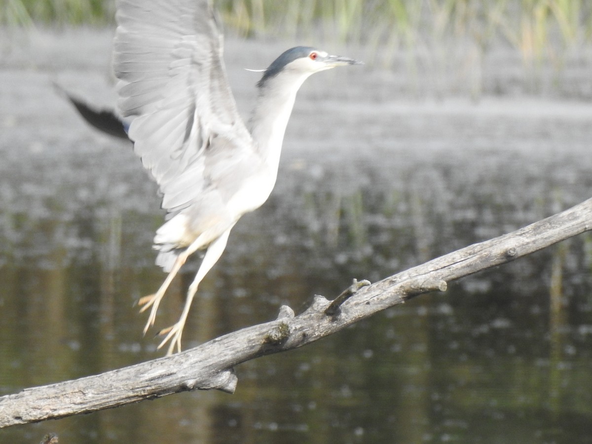 Black-crowned Night Heron - Gary Losada