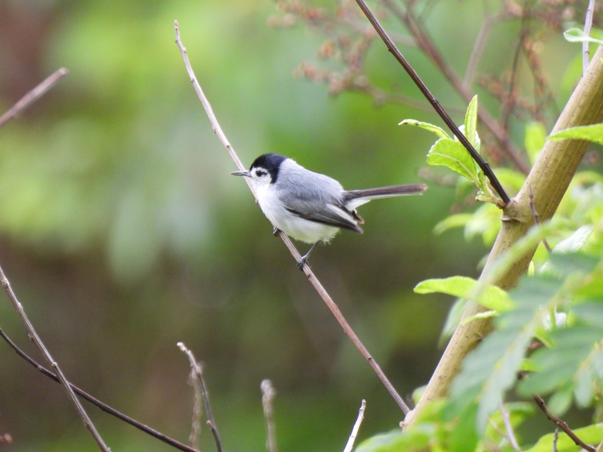 White-browed Gnatcatcher - María Henríquez