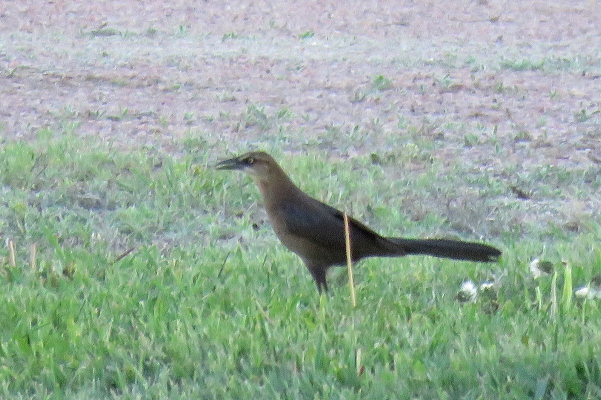 Great-tailed Grackle - Kelly Preheim