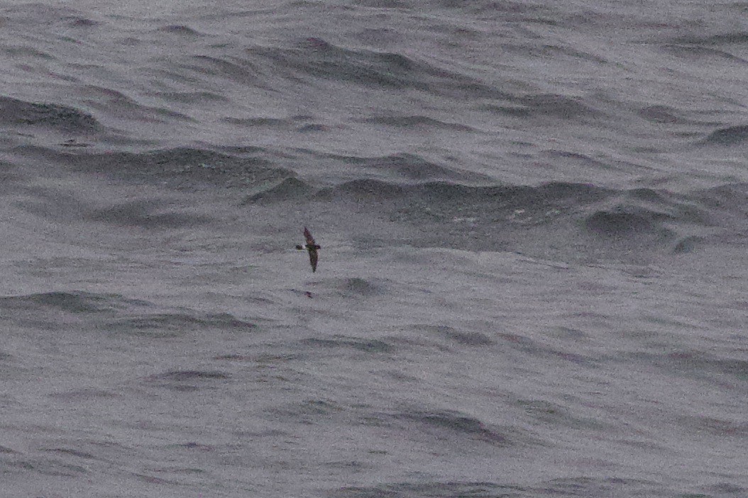 Wilson's Storm-Petrel - John Bruin