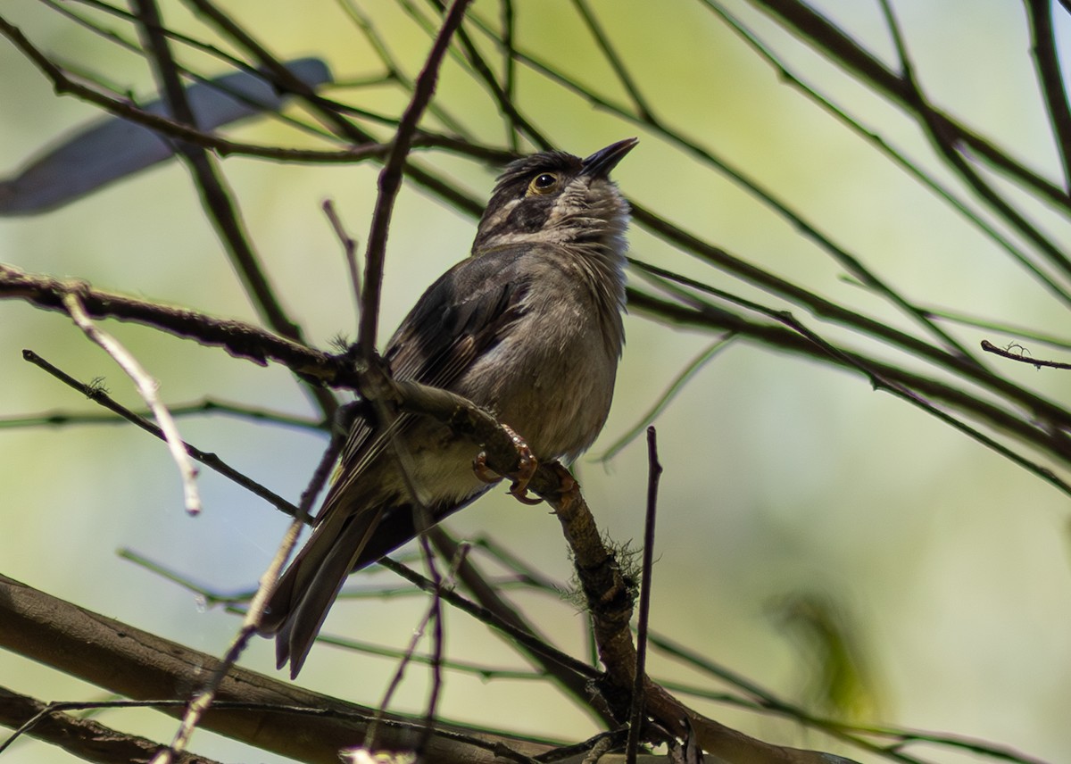 Brown-headed Honeyeater - Pedro Nicolau