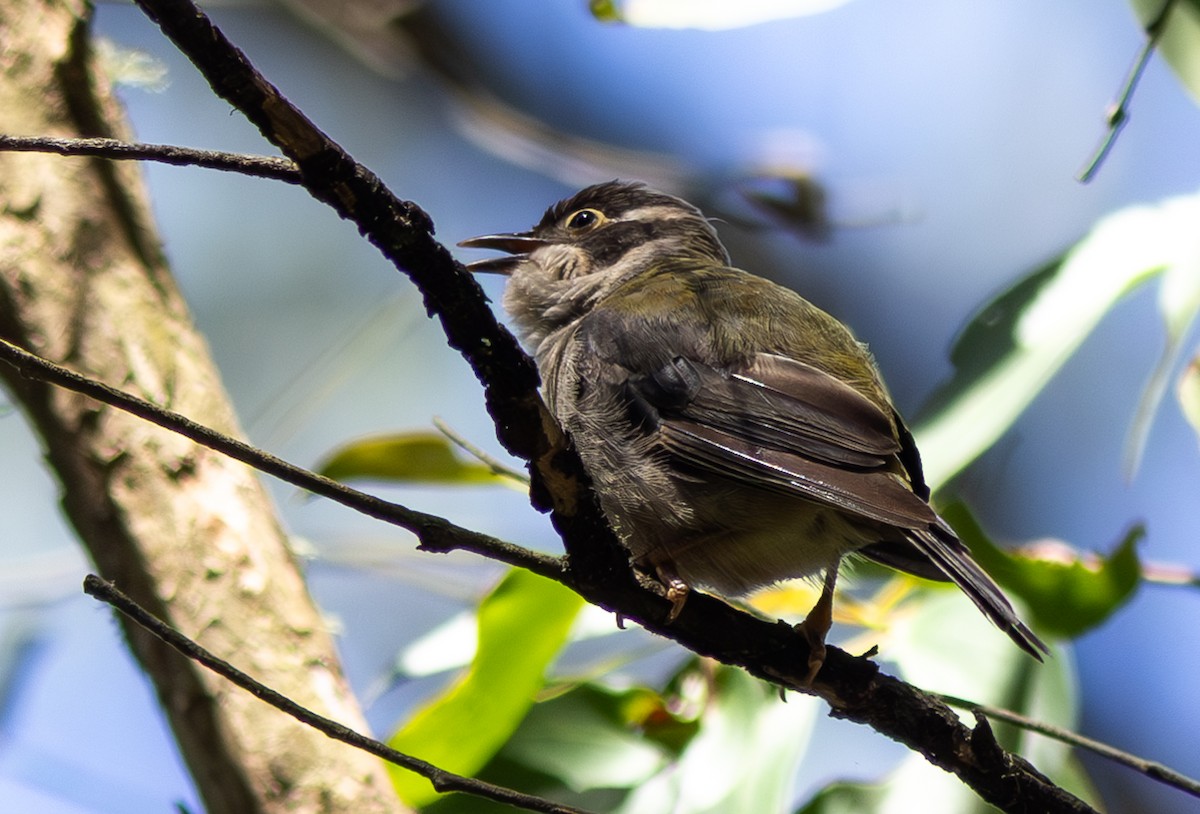 Brown-headed Honeyeater - Pedro Nicolau