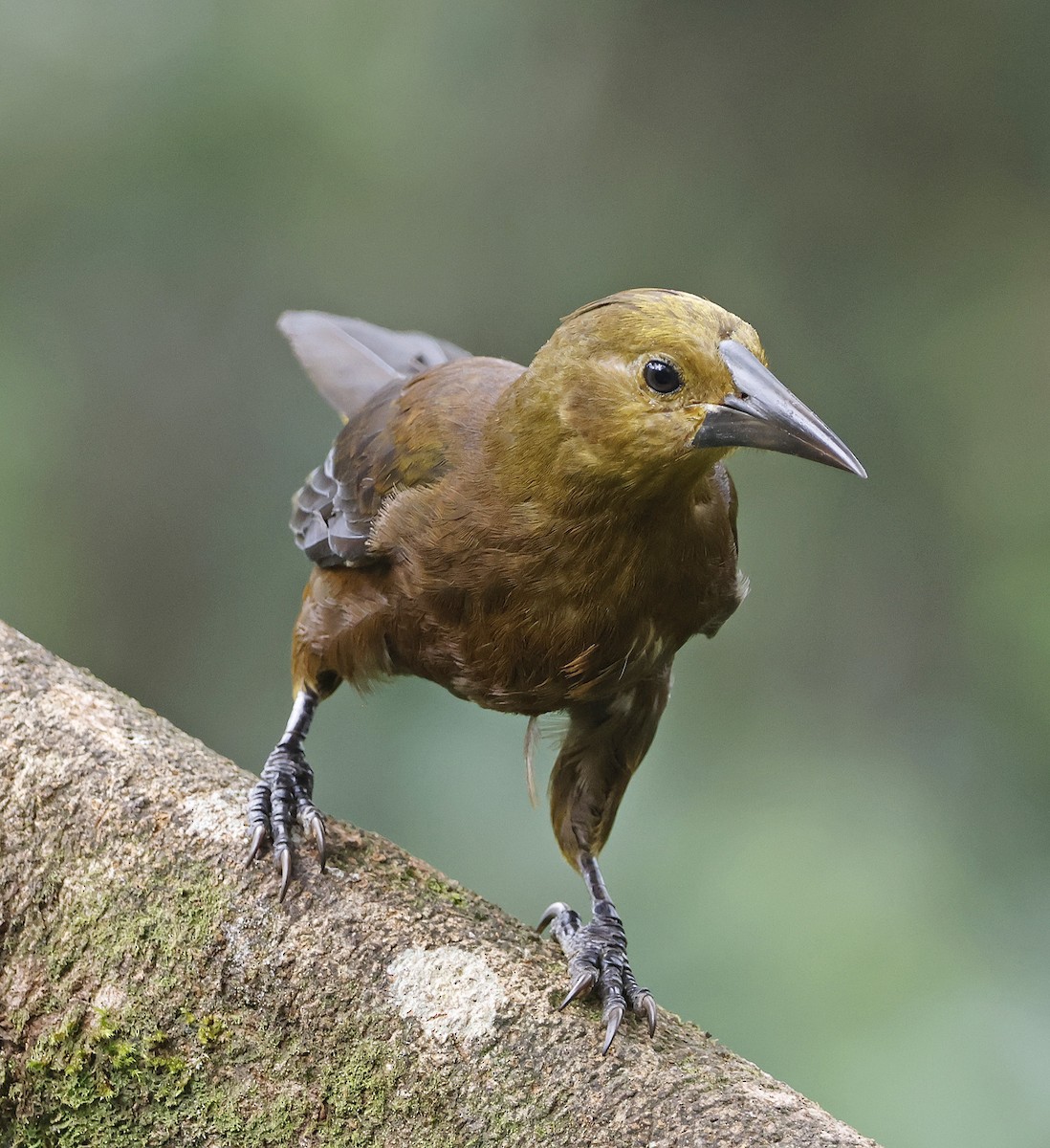 Russet-backed Oropendola - Joe Grzybowski