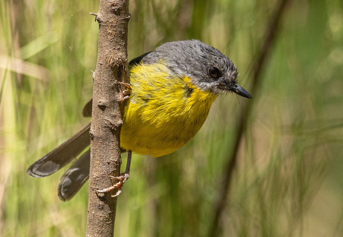 Eastern Yellow Robin - Pedro Nicolau