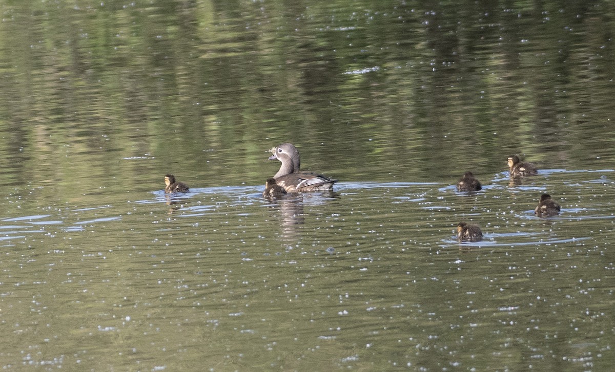 Canard mandarin - ML618883204