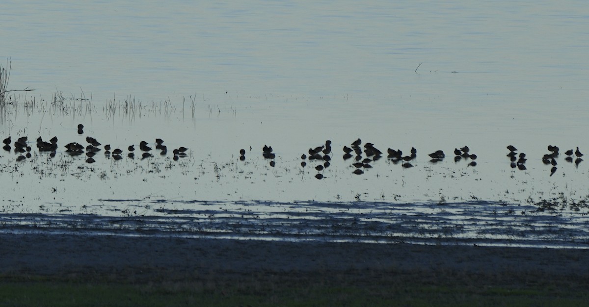 Long-billed Dowitcher - ML618883206