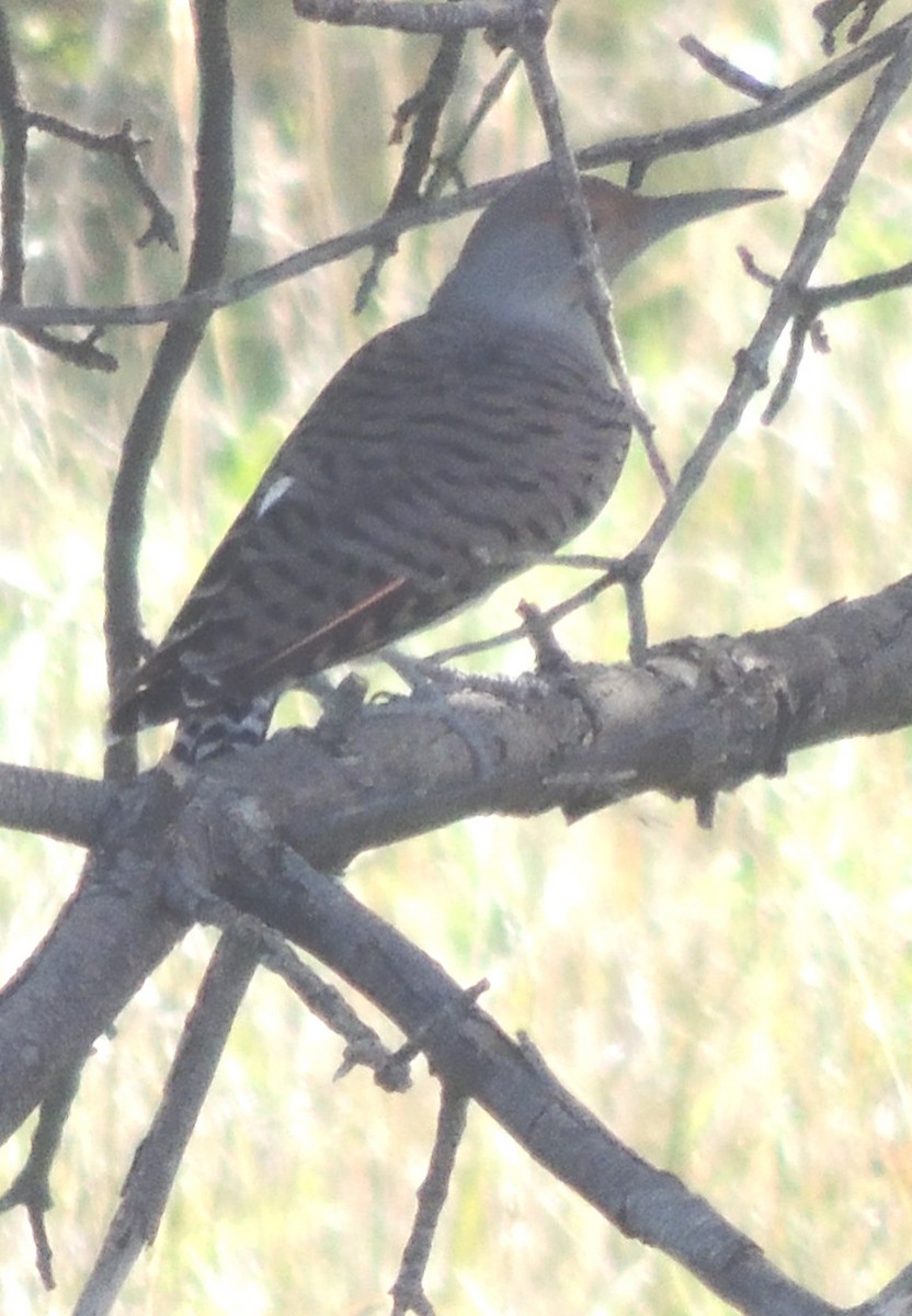 Northern Flicker - ML618883212