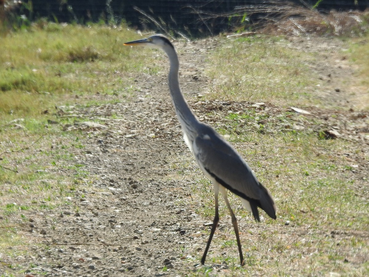 Gray Heron - Clare Mateke