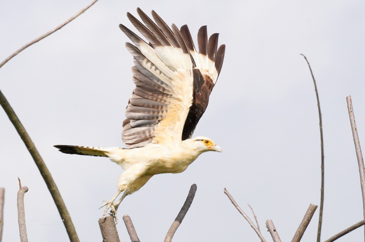 Yellow-headed Caracara - Esteban Ortiz