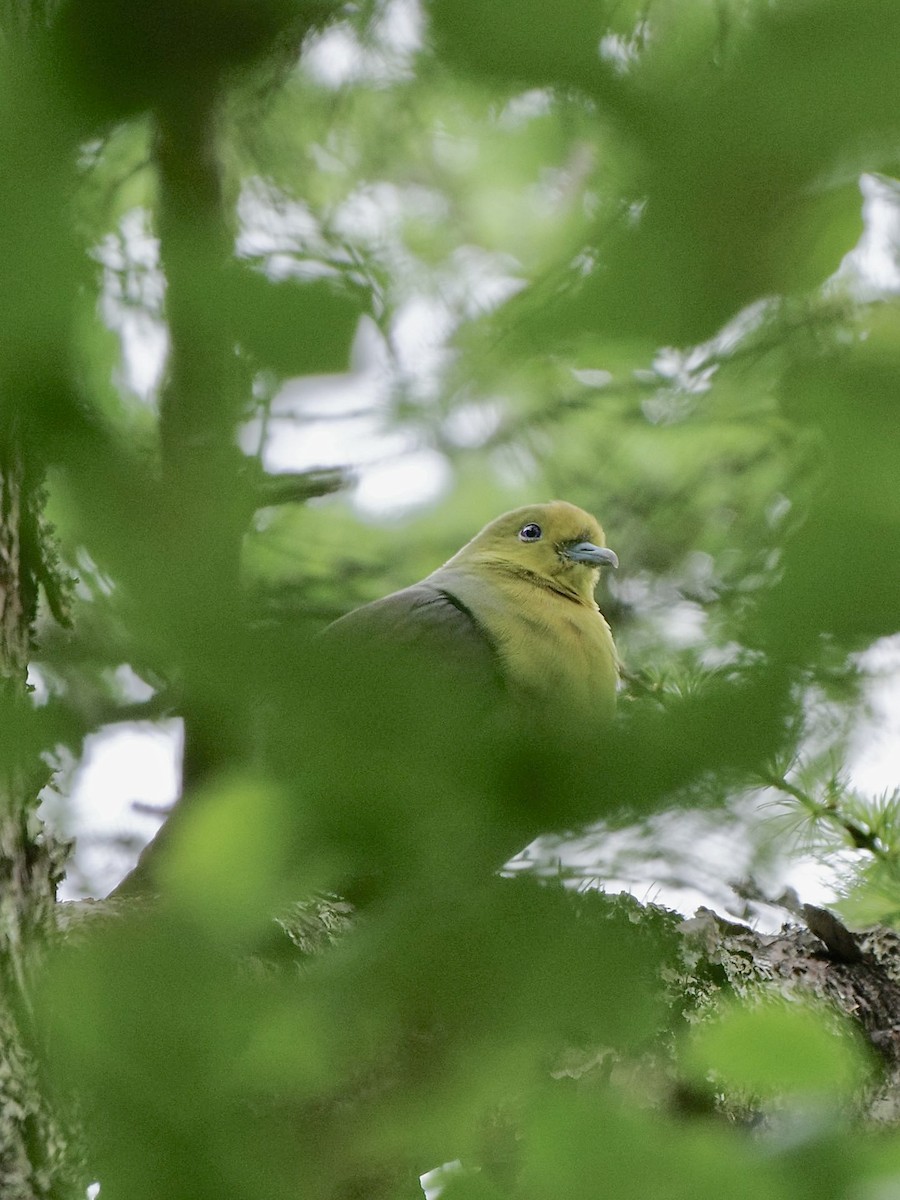 White-bellied Green-Pigeon - Hideki Sekimoto