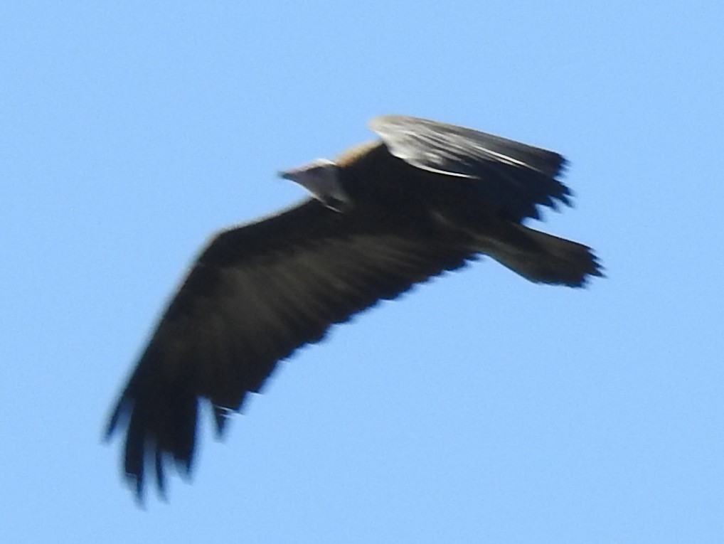 Hooded Vulture - Clare Mateke