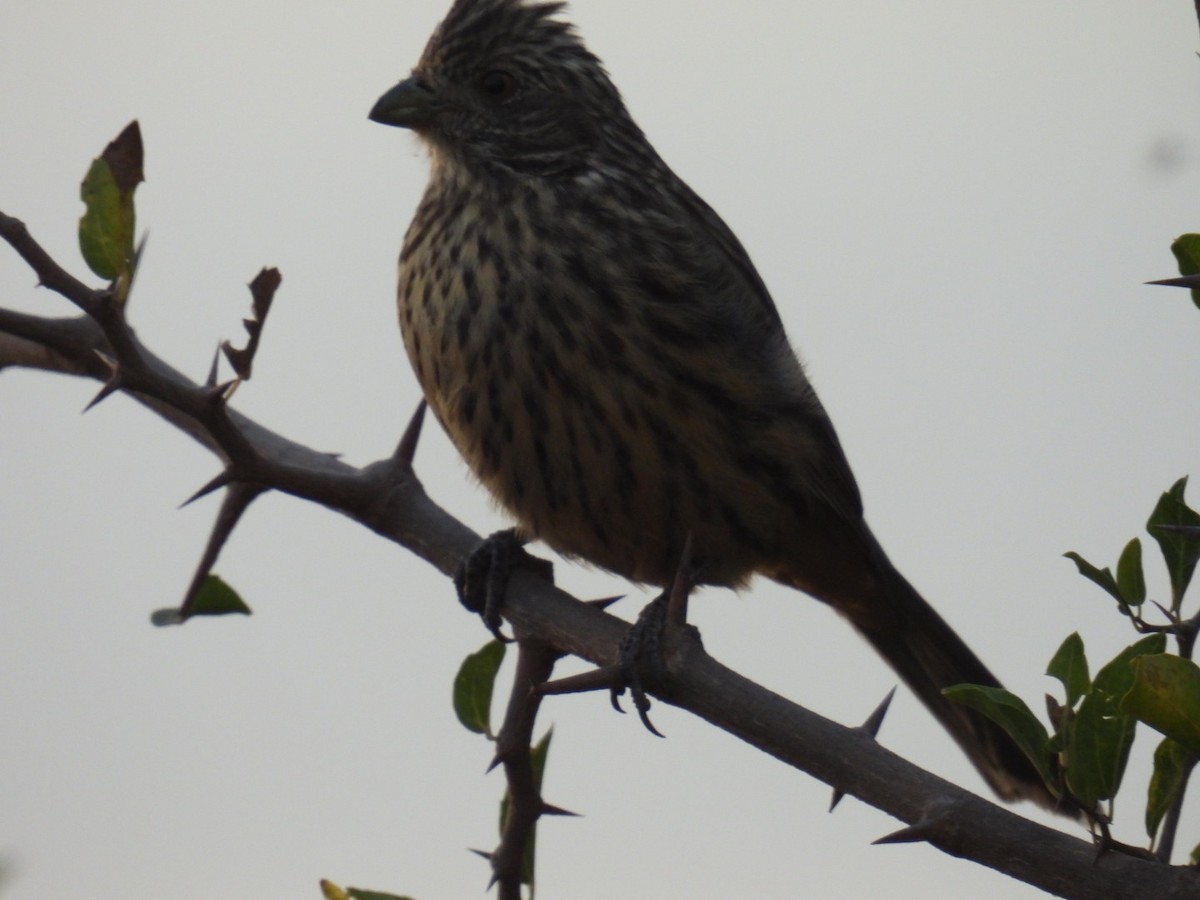 White-tipped Plantcutter - Lucia Lettieri