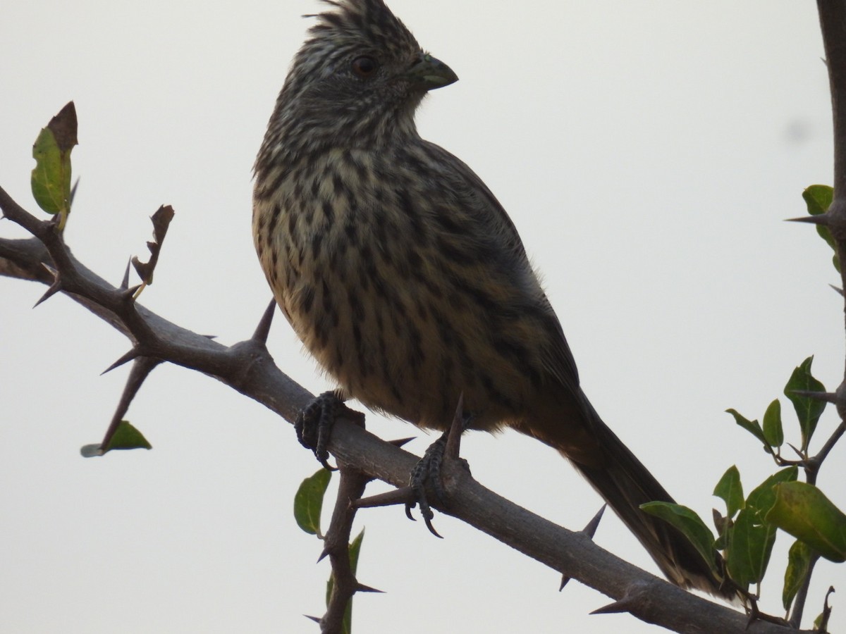 White-tipped Plantcutter - Lucia Lettieri