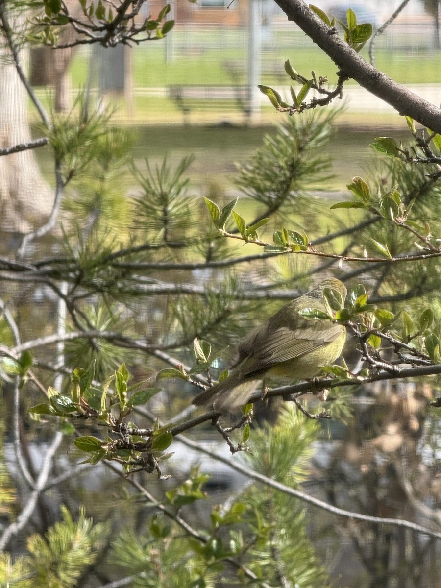 Orange-crowned Warbler - Shelly Araas