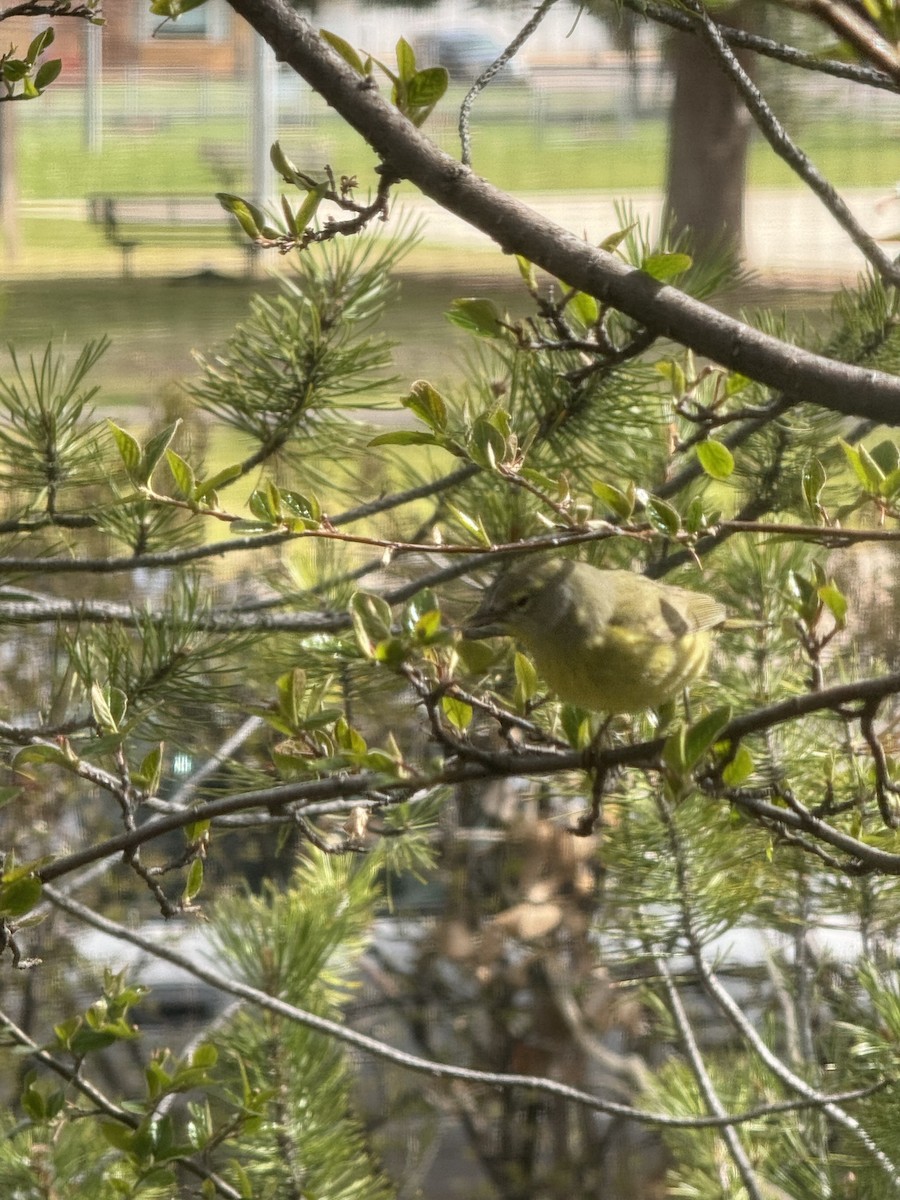 Orange-crowned Warbler - Shelly Araas