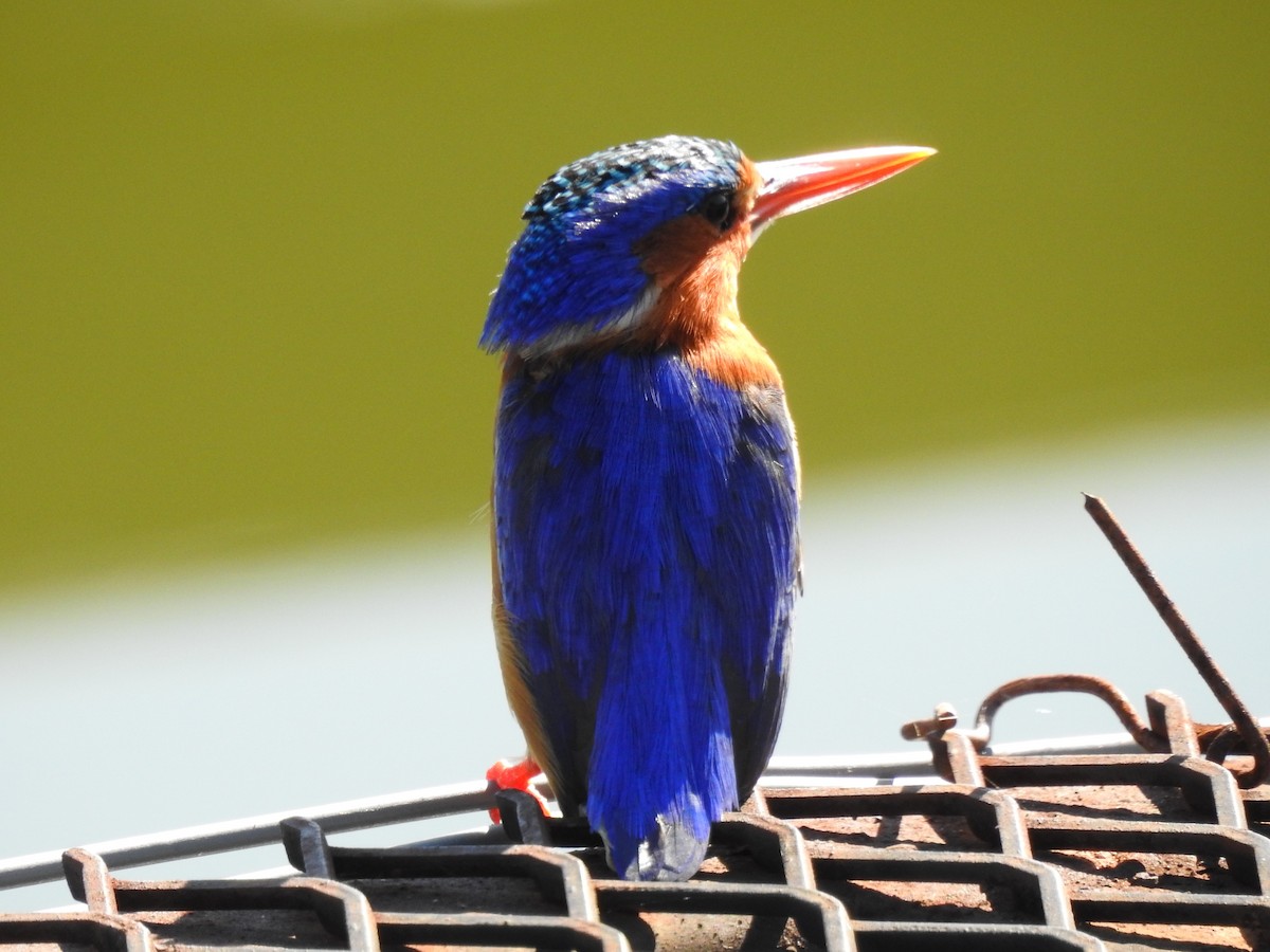 Malachite Kingfisher - Clare Mateke