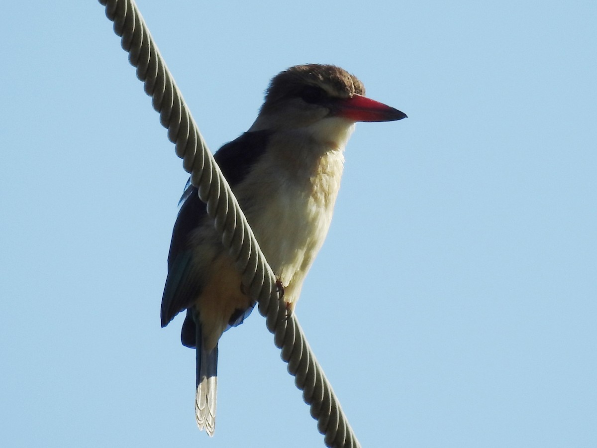 Brown-hooded Kingfisher - Clare Mateke