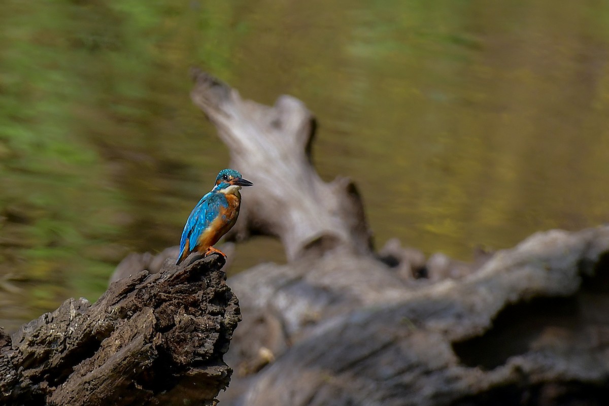 Common Kingfisher - ML618883289