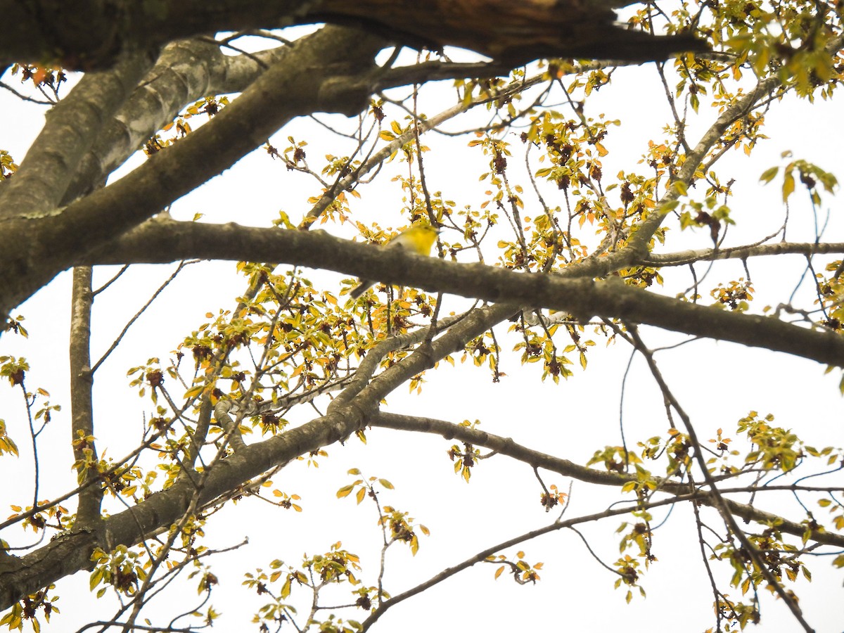 Yellow-throated Vireo - Jeff&Jenn Joffray