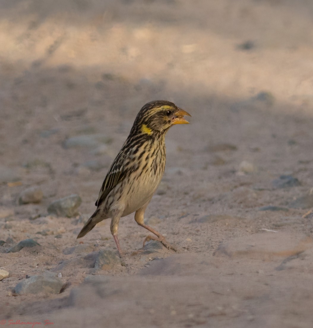 Streaked Weaver - ML618883293