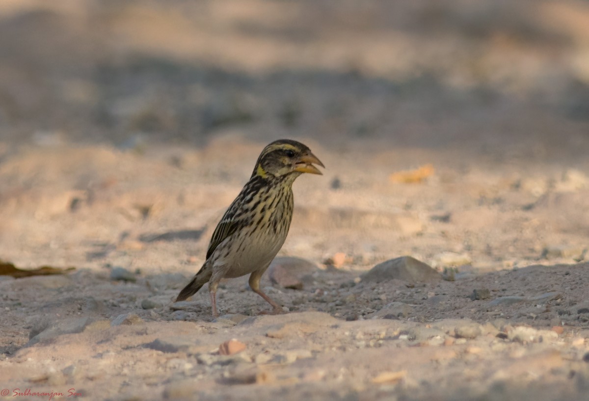 Streaked Weaver - ML618883294