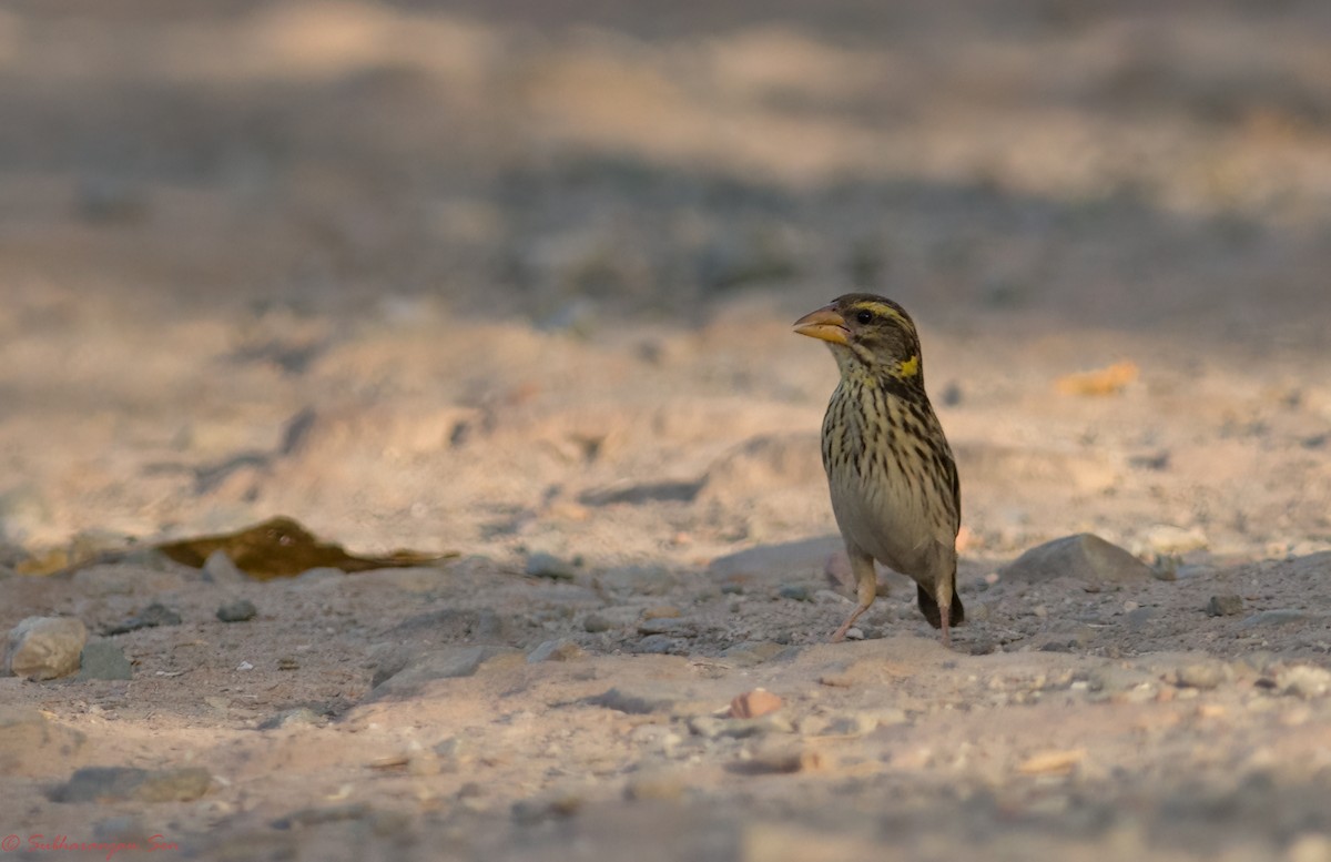 Streaked Weaver - ML618883295