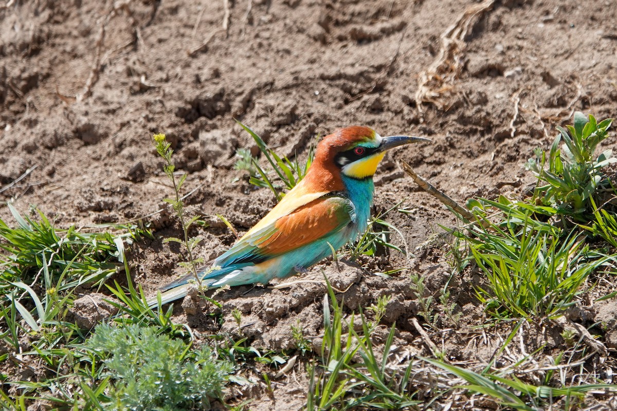 European Bee-eater - Derya Özkan