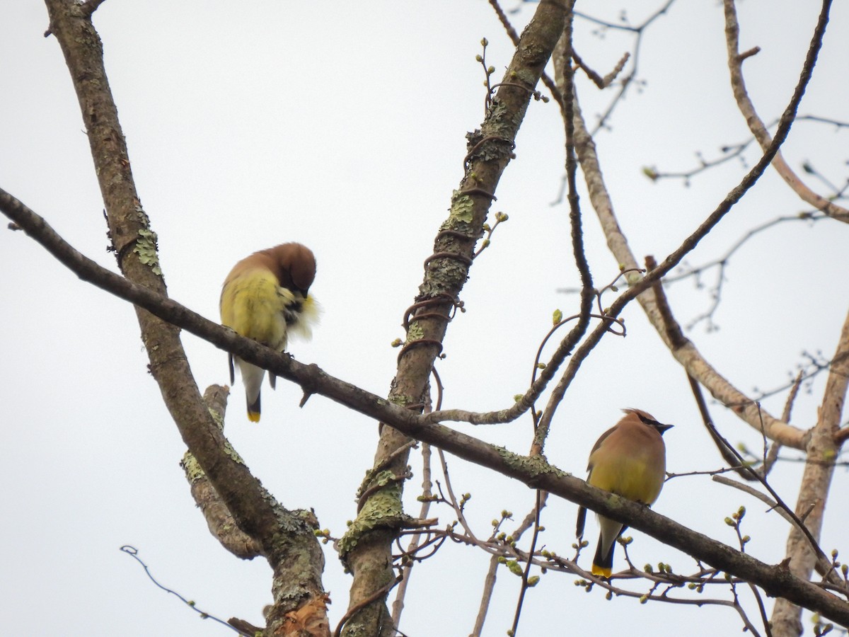 Cedar Waxwing - ML618883302