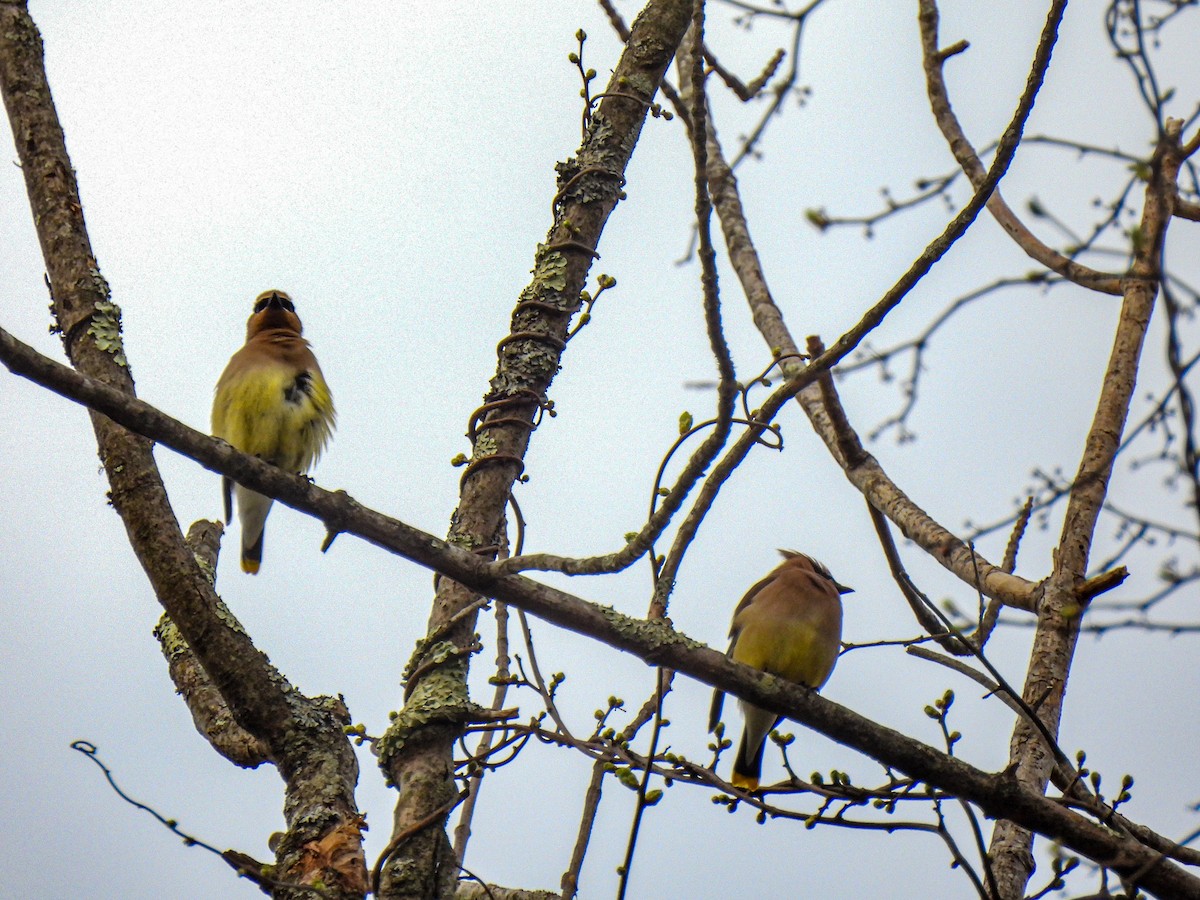 Cedar Waxwing - ML618883303