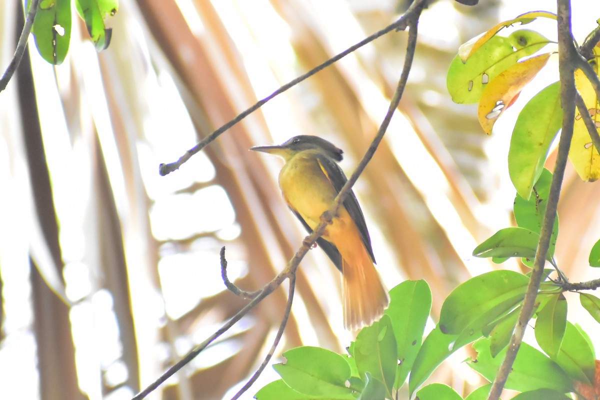 Tropical Royal Flycatcher - Daniel Juarez