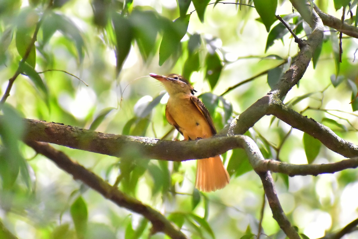 Tropical Royal Flycatcher - Daniel Juarez