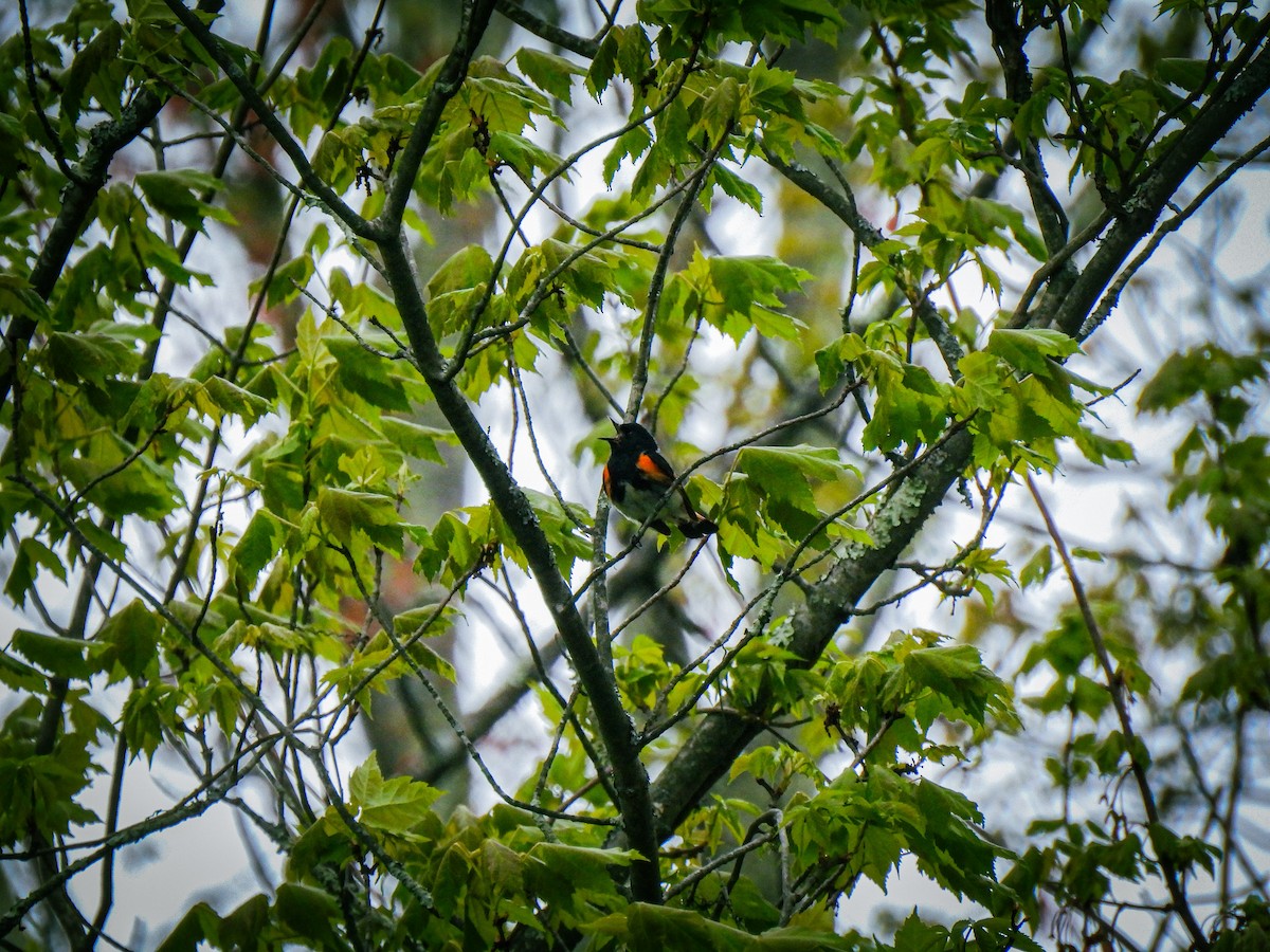 American Redstart - ML618883321