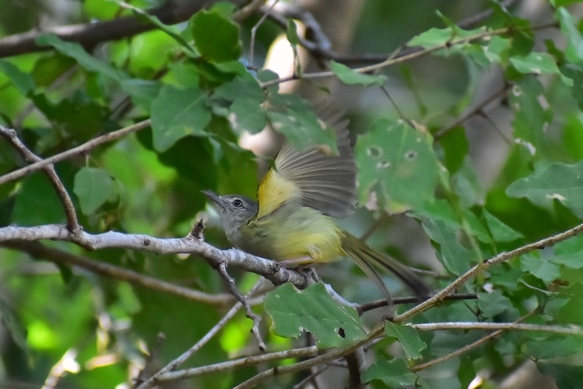 Yellow-olive Flatbill - Daniel Juarez