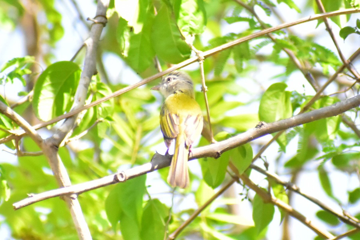 Yellow-olive Flatbill - Daniel Juarez