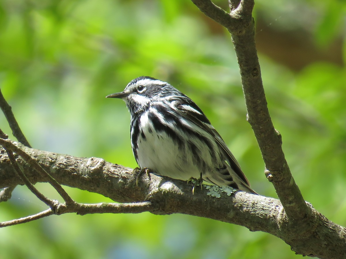 Black-and-white Warbler - Eric  Froelich