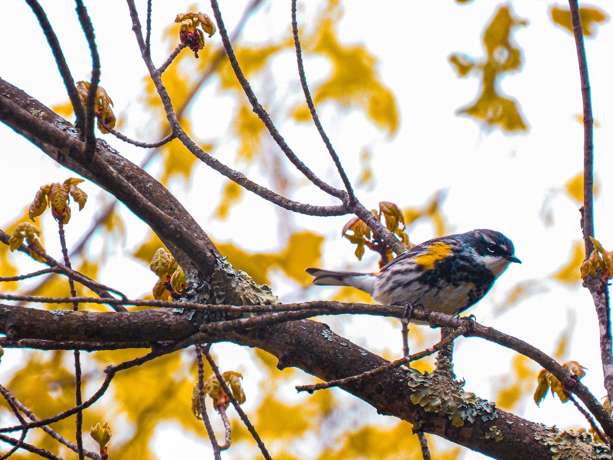 Yellow-rumped Warbler - ML618883343