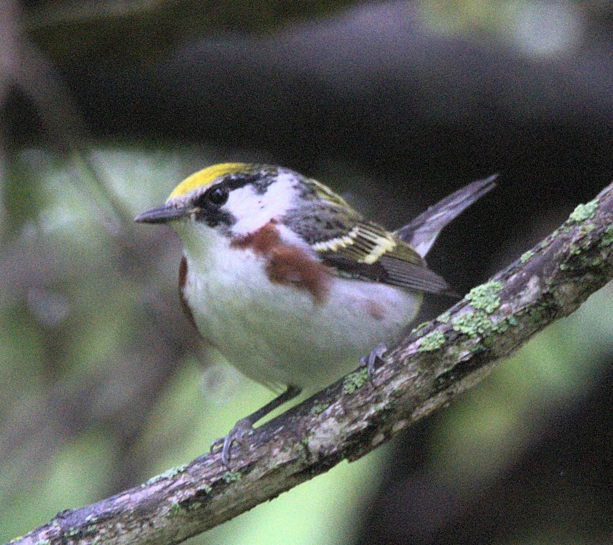 Chestnut-sided Warbler - Kerry Loux