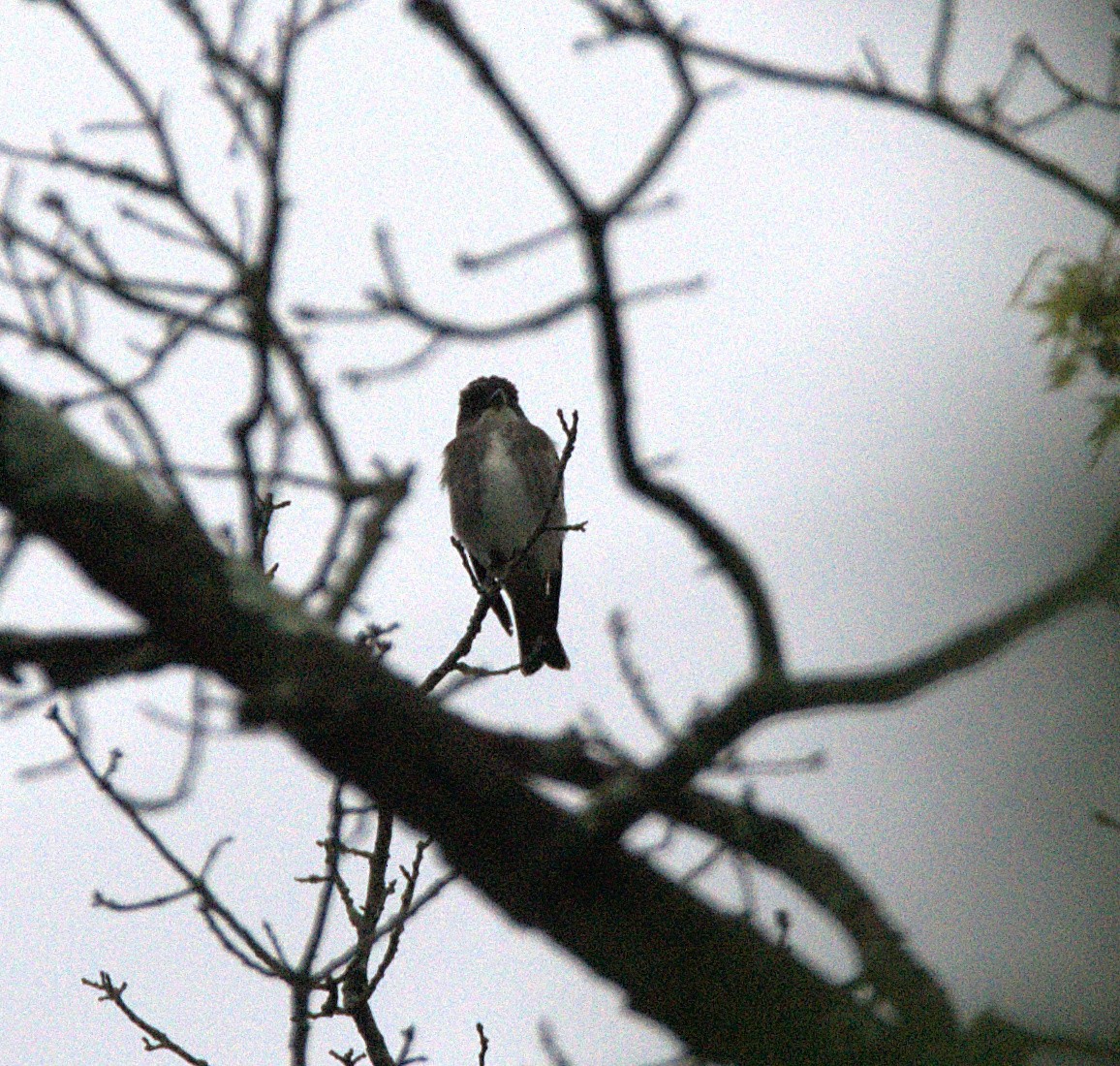 Olive-sided Flycatcher - Kerry Loux