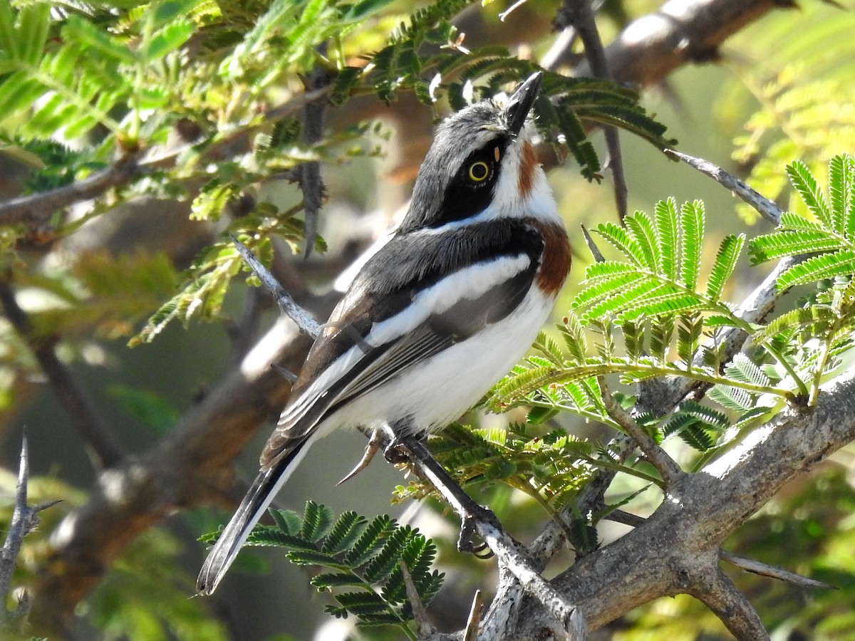 Chinspot Batis - Clare Mateke