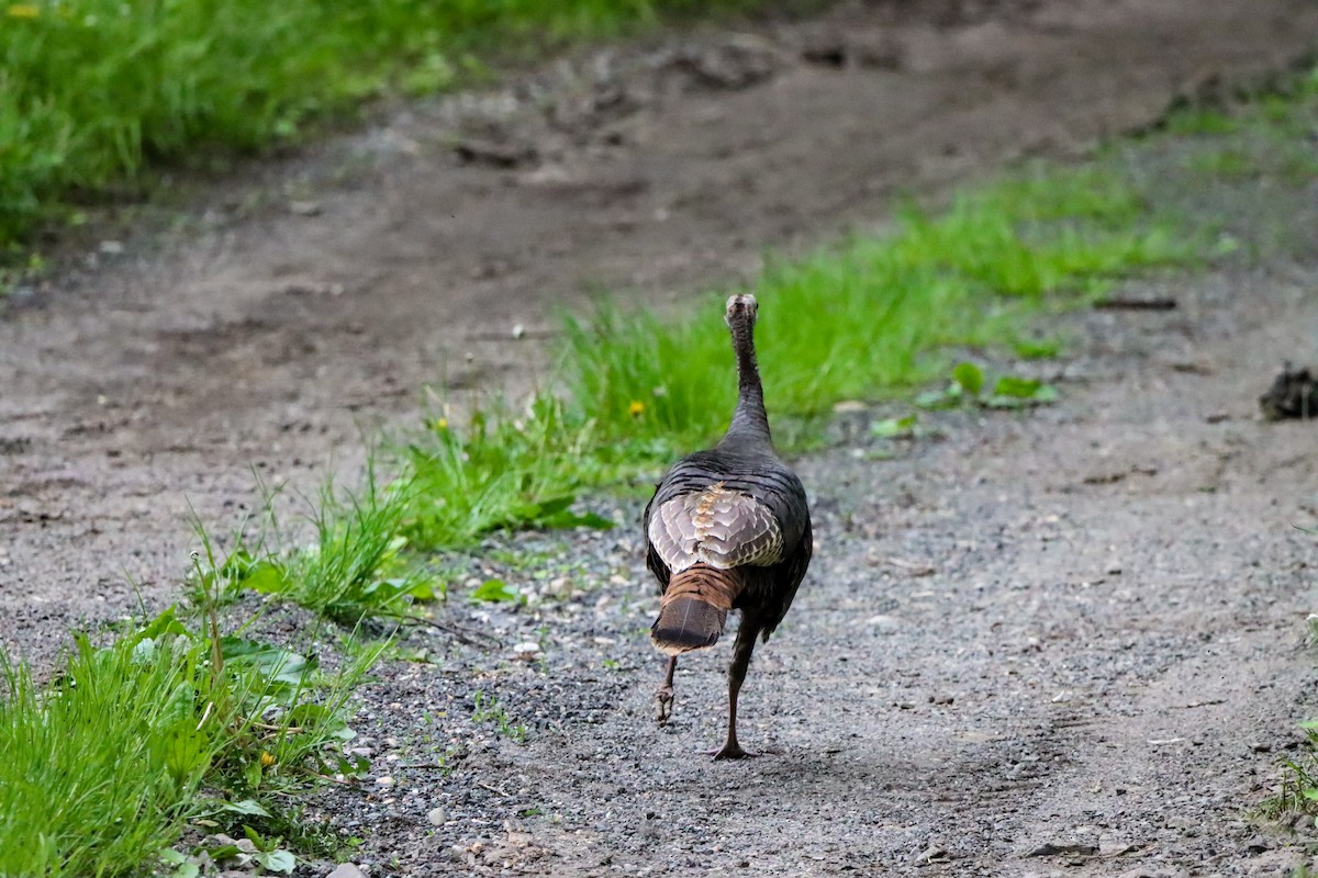 Wild Turkey - Michelle Chase